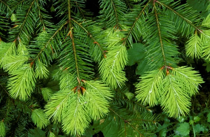 Framed Print : New spring growth on an evergreen branch, Olympic National Park, Washington State, USA