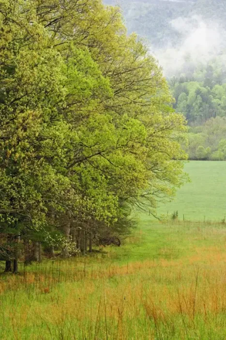 Framed Print : New spring tree foliage, Cades Cove, Great Smoky Mountains National Park, Tennessee Framed Print : New spring tree foliage, Cades Cove, Great Smoky Mountains National Park, Tennessee