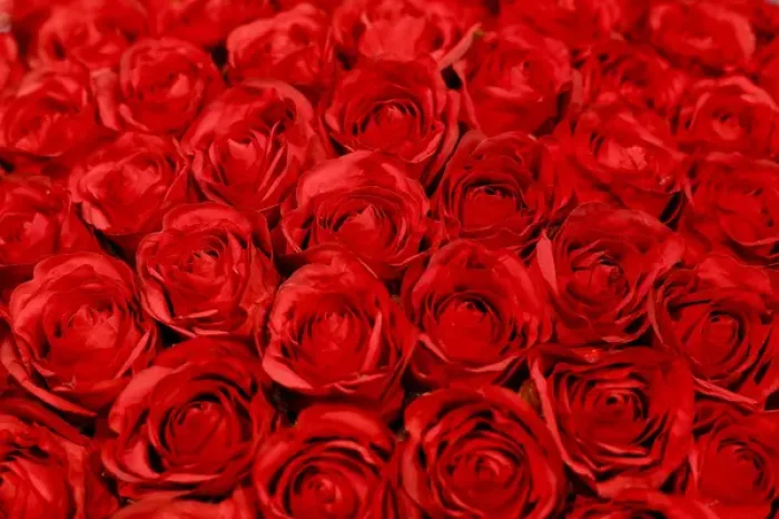 Framed Print : New York City, New York, USA. Close up of Roses Framed Print : New York City, New York, USA. Close up of Roses