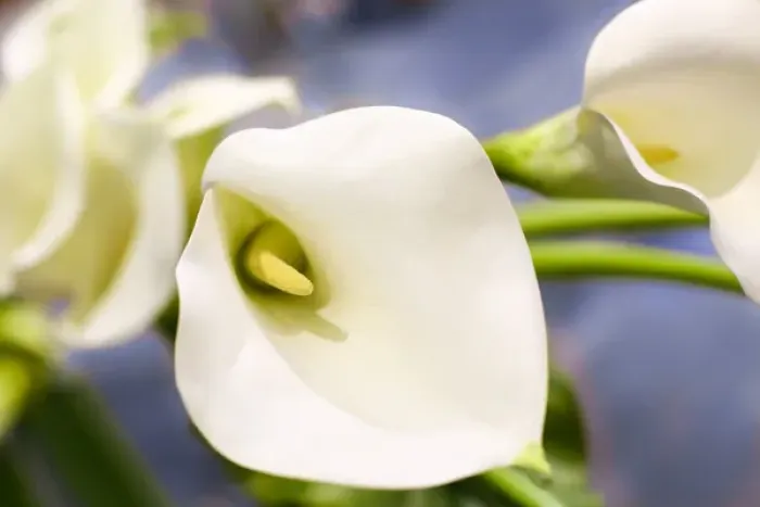 Framed Print : New York City, New York, USA. Close up of a white Lily