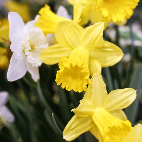 New York City, New York, USA. Daffodil bundle