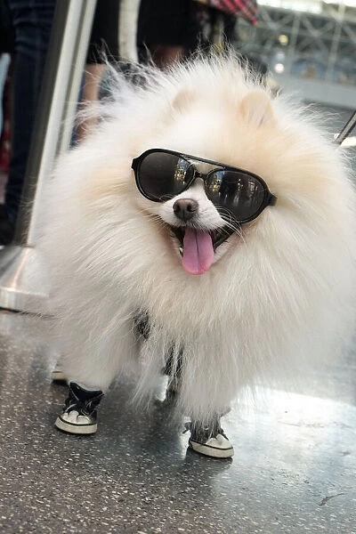 New York City, New York, USA. Small fluffy dog wearing sneakers and sunglasses