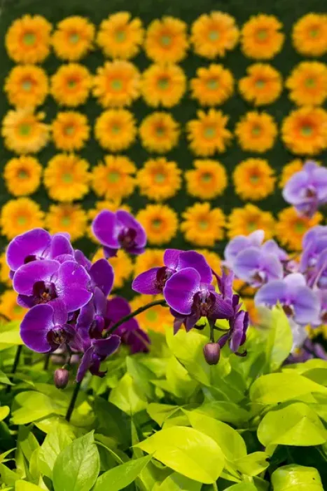 Framed Print : New York City, NY, USA. Floral displays for spring Framed Print : New York City, NY, USA. Floral displays for spring