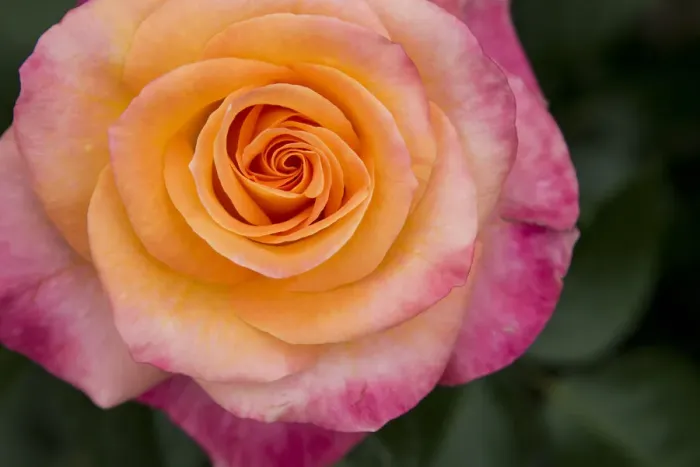 Framed Print : New York, Colorful pink and yellow rose Framed Print : New York, Colorful pink and yellow rose