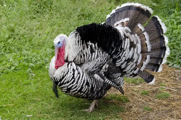 Framed Print : New York, Cooperstown, Farmers Museum. Barnyard Tom turkey. Educational, tourism Framed Print : New York, Cooperstown, Farmers Museum. Barnyard Tom turkey. Educational, tourism