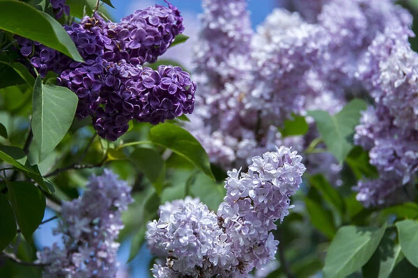 New York. Lilac flowers in bloom