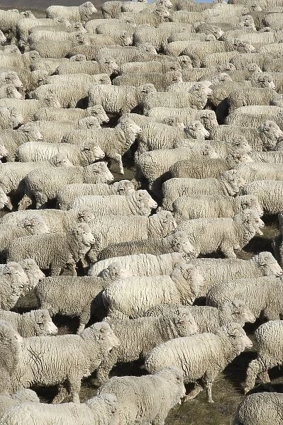 New Zealand. Mustering Sheep near Twizel, Mackenzie Country