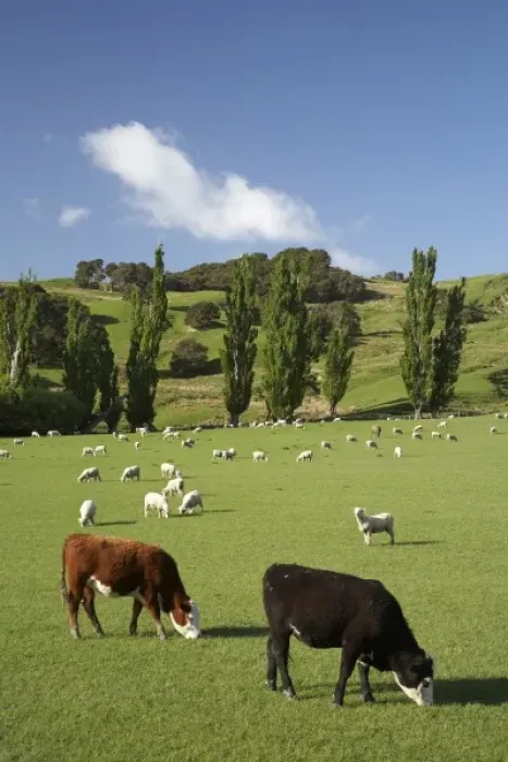 Framed Print : New Zealand