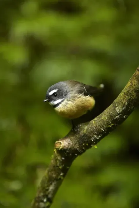 Framed Print : New Zealand fantail (Rhipidura fuliginosa), Hunua Ranges, Auckland, North Island Framed Print : New Zealand fantail (Rhipidura fuliginosa), Hunua Ranges, Auckland, North Island