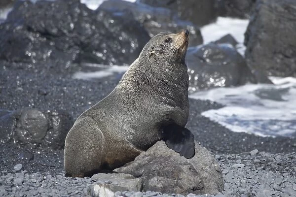 New Zealand Fur Seal ( Arctocephalus forsteri ), Ngawi, Wairarapa, North Island