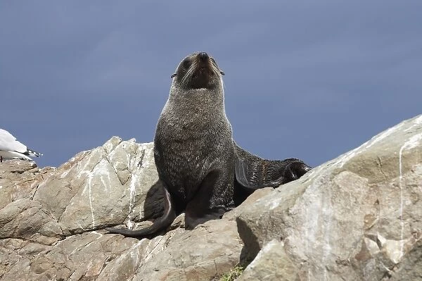 New Zealand Fur Seal, Kaikoura Coast, South Island, New Zealand - Arctocephalus forsteri