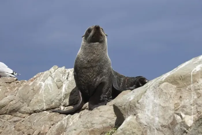 Framed Print : New Zealand Fur Seal, Kaikoura Coast, South Island, New Zealand - Arctocephalus forsteri