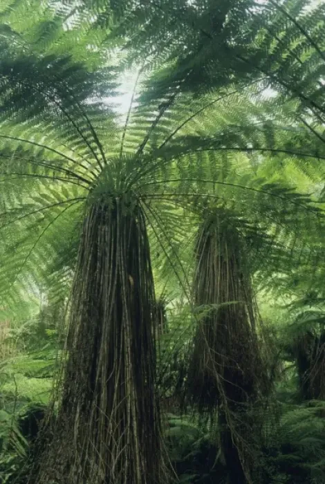 Framed Print : New Zealand, Hst Valley, Westland, Soft Tree Fern Forest, (Cyathea smithii) Framed Print : New Zealand, Hst Valley, Westland, Soft Tree Fern Forest, (Cyathea smithii)