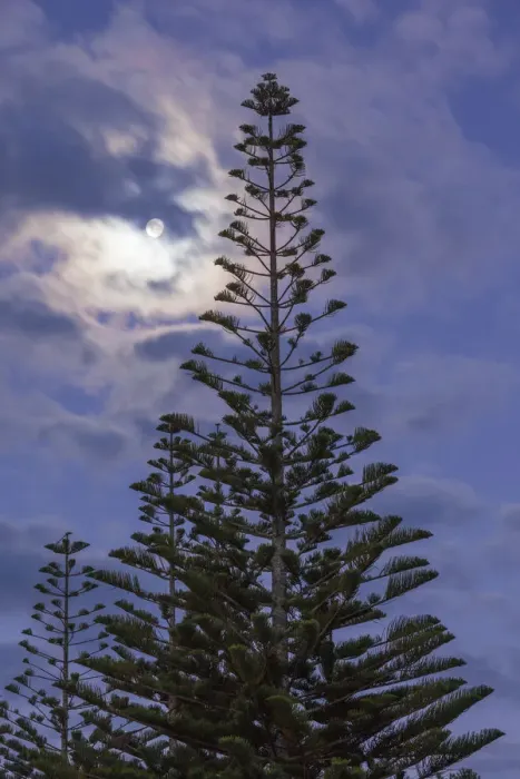 Framed Print : New Zealand, North Island, Coromandel Peninsula, Whitianga, Buffalo Beach, Araucaria Pine and moon