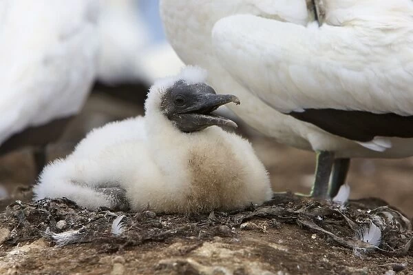 New Zealand, North Island, Hawkes Bay, Cape Kidnappers. Australasian Gannet chick