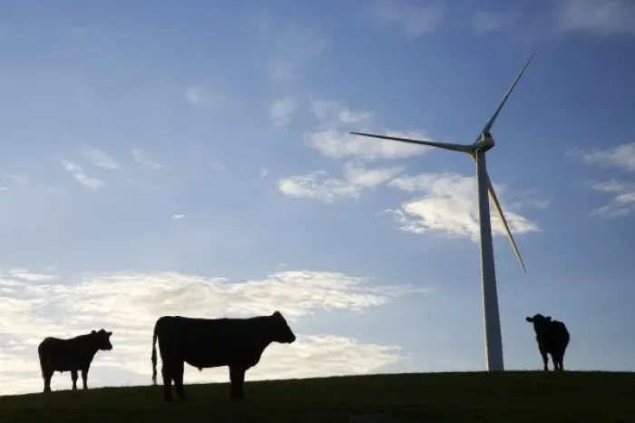 Framed Print : New Zealand, North Island, Manawatu, Wind Turbine and Cows, Te Apiti Wind Farm, Ruahine Framed Print : New Zealand, North Island, Manawatu, Wind Turbine and Cows, Te Apiti Wind Farm, Ruahine