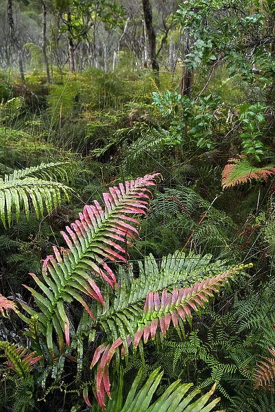 New Zealand, North Island, Waipoua Forest