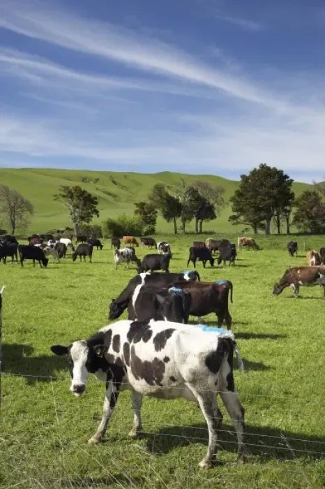 Framed Print : New Zealand, North Island, Wairarapa, Dairy Cows, near Woodville, Tararua District