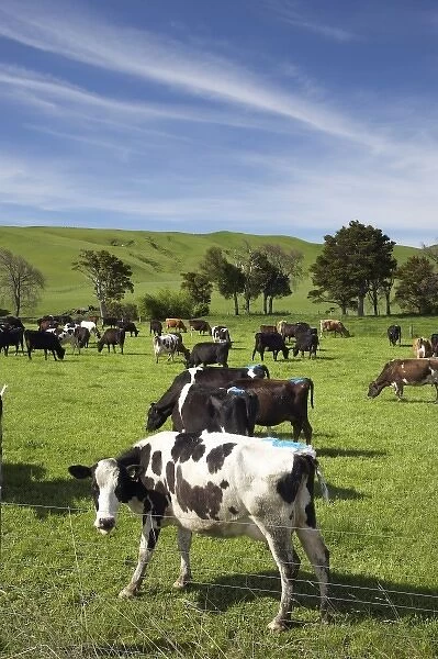 New Zealand, North Island, Wairarapa, Dairy Cows, near Woodville, Tararua District