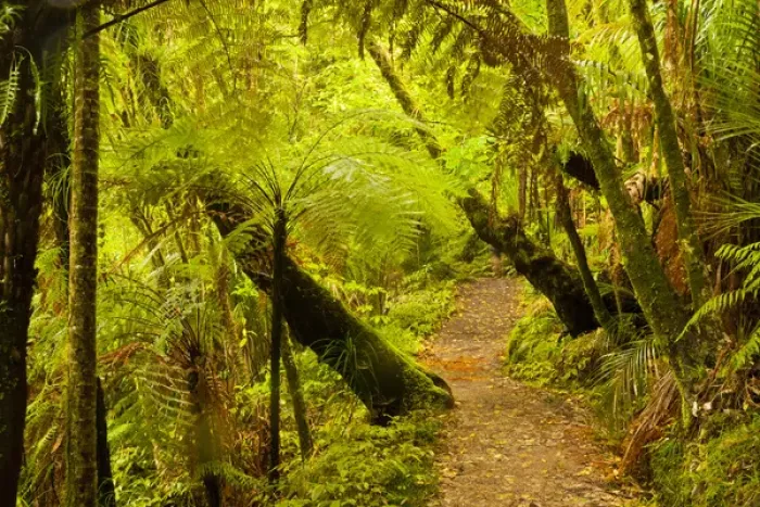 Framed Print : New Zealand, North Island, Waitakere Range Regional Park. Trail through lush vegetation