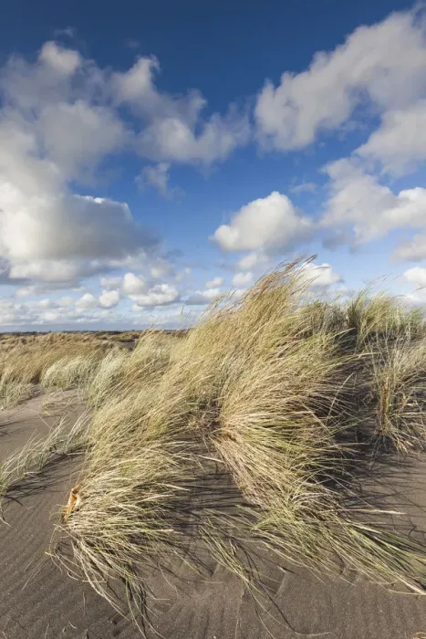 Framed Print : New Zealand, North Island, Wanganui, Castlecliff Beach, dune grass