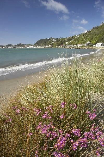 New Zealand, North Island, Wellington Harbour, Wildflowers, Worser Bay