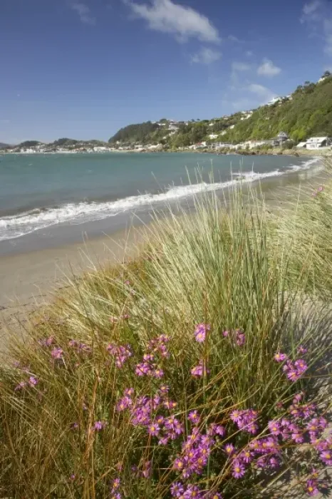 Framed Print : New Zealand, North Island, Wellington Harbour, Wildflowers, Worser Bay Framed Print : New Zealand, North Island, Wellington Harbour, Wildflowers, Worser Bay