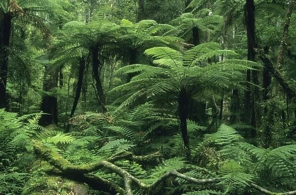 New Zealand, North Island, Whirinaki Forest Park, native forest, tree ferns and forest interior