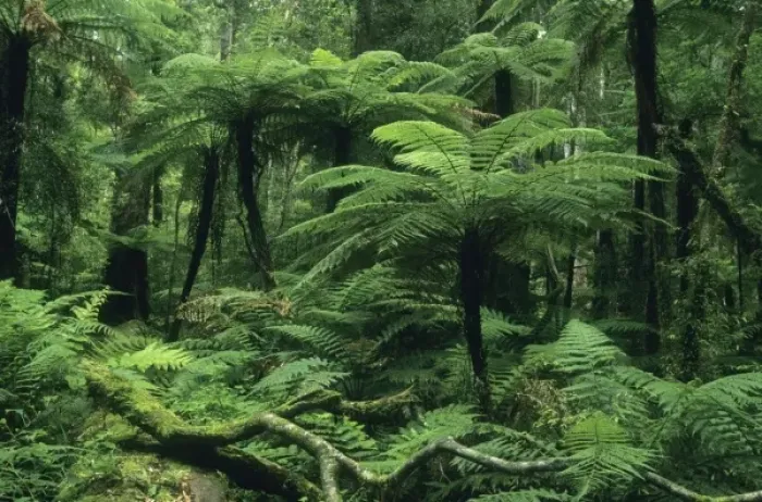 Framed Print : New Zealand, North Island, Whirinaki Forest Park, native forest, tree ferns and forest interior Framed Print : New Zealand, North Island, Whirinaki Forest Park, native forest, tree ferns and forest interior