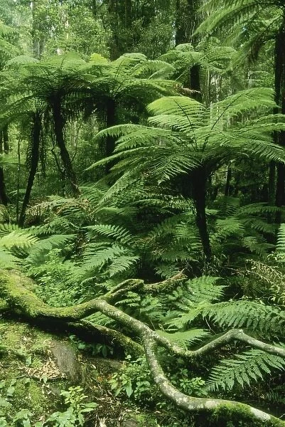 New Zealand, North Island, Whirinaki Forest Park, native forest, tree ferns and forest interior
