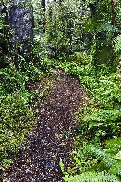 New Zealand, Otago, Catlins, Papatowai. Native forest along Old Coach Walking Track