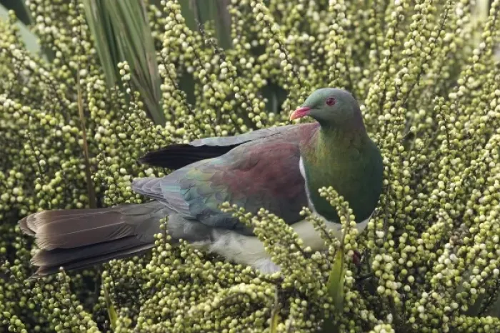 Framed Print : New Zealand Pigeon, Kereru (Hemiphaga novaseelandiae) feeding on seeds in Cabbage Tree
