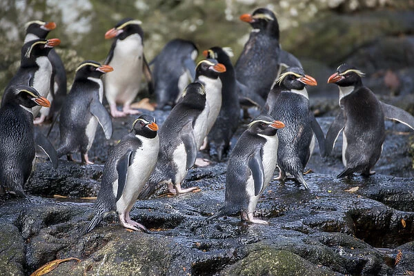 New Zealand, Snares Islands (The Snares) aka Tini Heke. The rare endemic Snares crested penguin