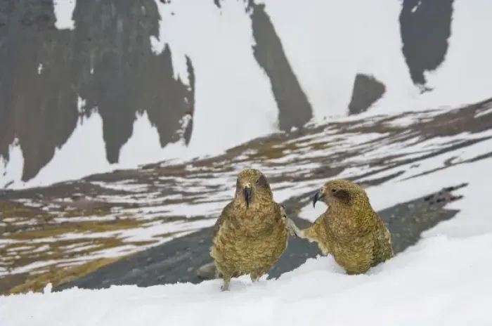 Framed Print : New Zealand, South Island, Arrowsmith Range. Kea (Nestor notabilis), two young adults Framed Print : New Zealand, South Island, Arrowsmith Range. Kea (Nestor notabilis), two young adults