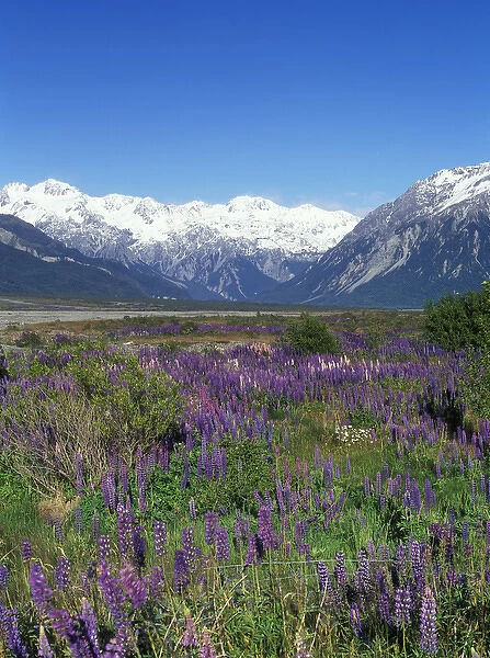 New Zealand, South Island, Arthurs Pass National Park, Lupine and the Main Divide