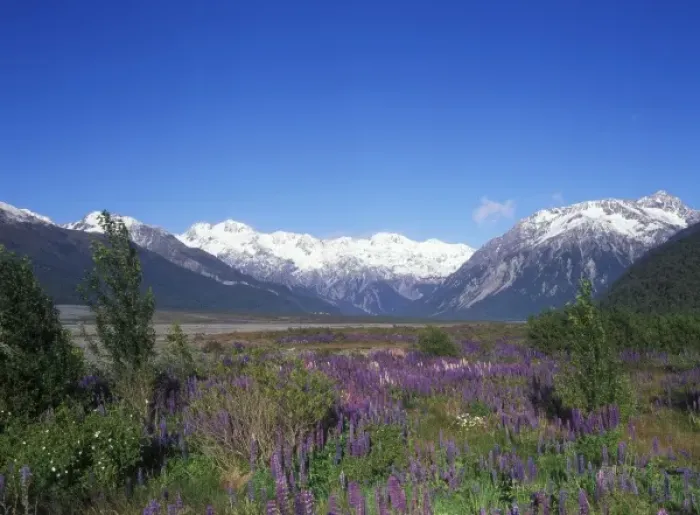Framed Print : New Zealand, South Island, Arthurs Pass National Park, Lupine and the Main Divide Framed Print : New Zealand, South Island, Arthurs Pass National Park, Lupine and the Main Divide