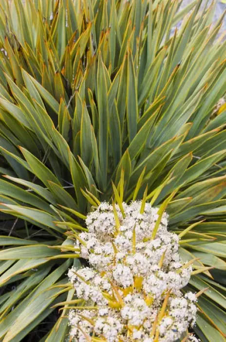 Framed Print : New Zealand, South Island, Big Hill Range. Blooming Spear grass (Aciphylla sp. )