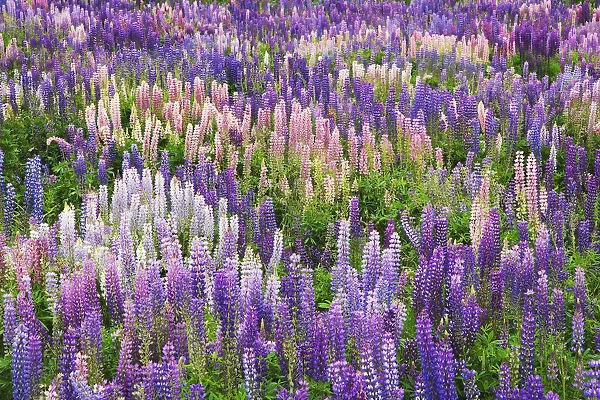 New Zealand, South Island. Field of blooming lupine
