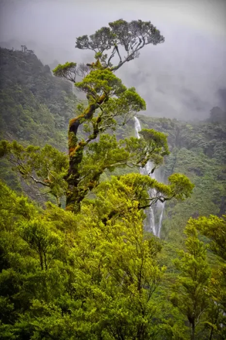 Framed Print : New Zealand, South Island, Fiordland National Park, Doubtful Sound, Wilmot Pass Road