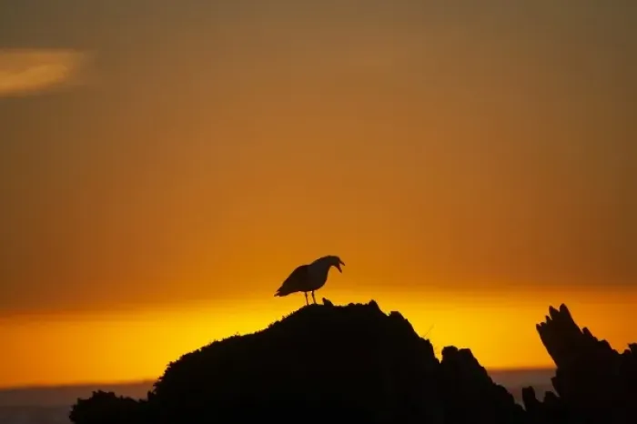 Framed Print : New Zealand, South Island, Kaikoura, Seagull On Rock Silhouetted Against The Sunrise Framed Print : New Zealand, South Island, Kaikoura, Seagull On Rock Silhouetted Against The Sunrise