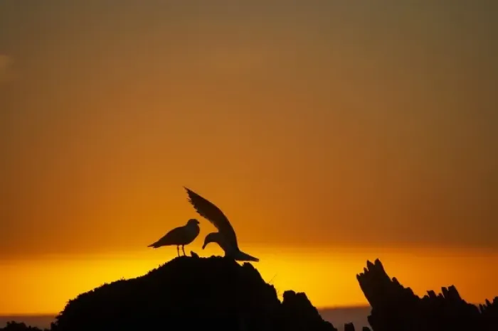 Framed Print : New Zealand, South Island, Kaikoura, Seagulls On Rock Silhouetted Against The Sunrise Framed Print : New Zealand, South Island, Kaikoura, Seagulls On Rock Silhouetted Against The Sunrise