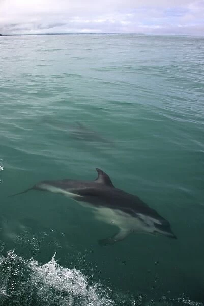 New Zealand, South Island, Kaikoura Coast. Dusky dolphin