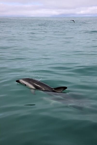 New Zealand, South Island, Kaikoura Coast. Dusky dolphin