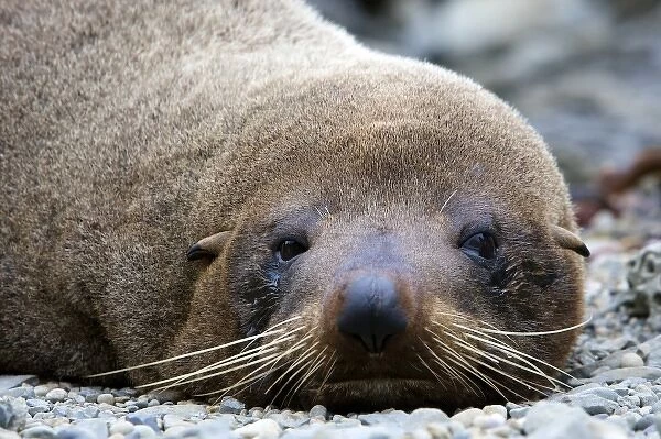 New Zealand, South Island, Kaikoura Coast. New Zealand Fur Seal