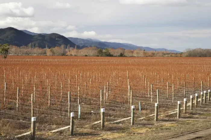 Framed Print : New Zealand, South Island, Marlborough, Vineyard in Winter, Wairau Valley Framed Print : New Zealand, South Island, Marlborough, Vineyard in Winter, Wairau Valley