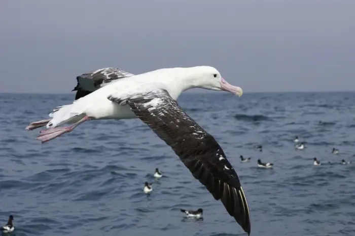 Framed Print : New Zealand, South Island, Marlborough, Kaikoura, Gibsons Albatross (Wandering Framed Print : New Zealand, South Island, Marlborough, Kaikoura, Gibsons Albatross (Wandering