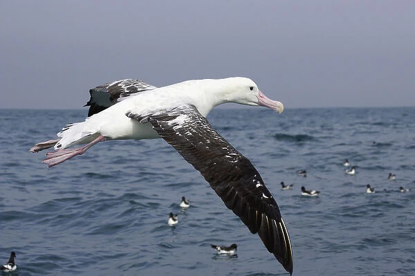 New Zealand, South Island, Marlborough, Kaikoura, Gibsons Albatross (Wandering