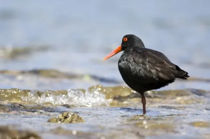 Framed Print : New Zealand, South Island, Marlborough Sounds. Variable Oystercatcher (Haematopus unicolor)
