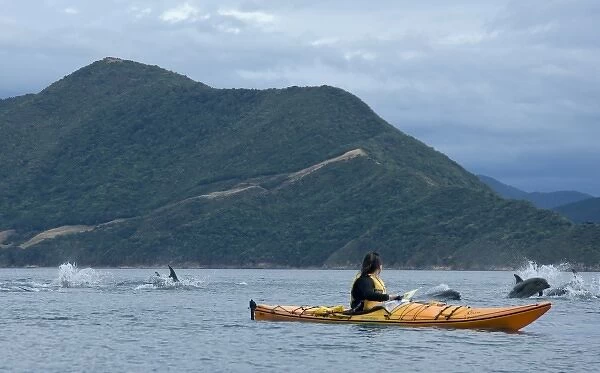 New Zealand, South Island, Marlborough Sounds. Brenna Hindman sea kayaking and Bottlenose dolphins