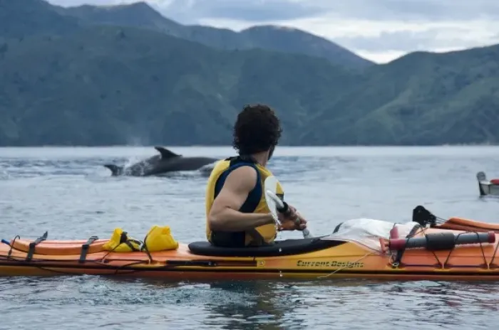 Framed Print : New Zealand, South Island, Marlborough Sounds. Joshua Peck and Bottlenose dolphins